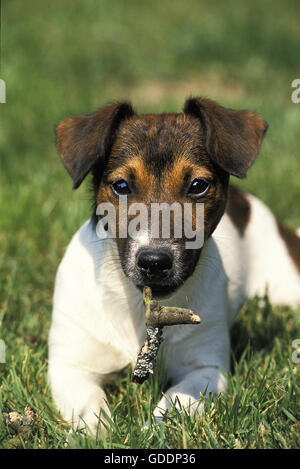 Smooth Fox Terrier, cane posa su erba, giocando con il bastone di legno Foto Stock