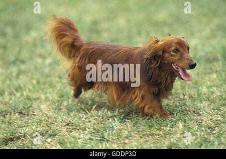 Long-Haired Bassotto cane in esecuzione sull'erba Foto Stock