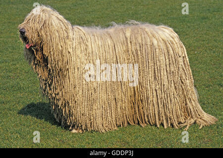 Komondor cane adulto, in piedi su un prato Foto Stock