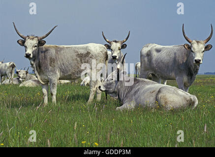 Grigio ungherese di bestiame bovino o steppa ungherese Bovini, Ungheria Foto Stock