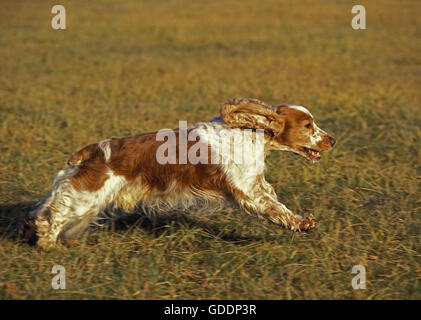 English Cocker Spaniel, cane che corre attraverso il campo Foto Stock