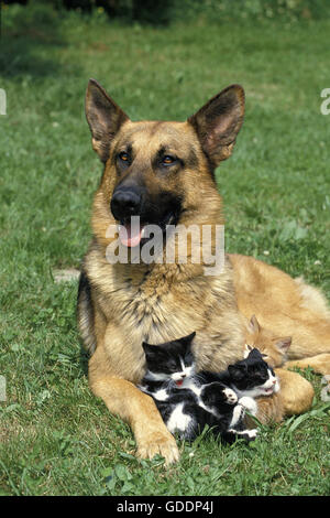 Pastore Tedesco, cane adulto con gattini Foto Stock