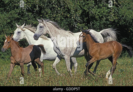 Arabian Horse, allevamento con fattrici e puledri Foto Stock