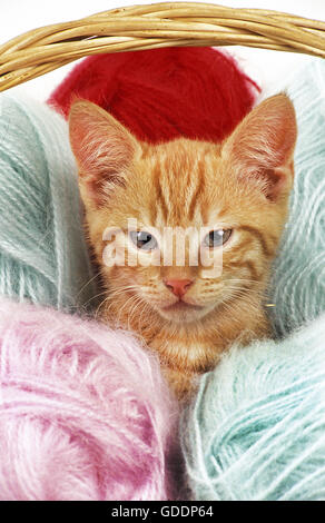 Rosso tabby europeo gatto domestico, gattino in piedi in sfere di lana Foto Stock