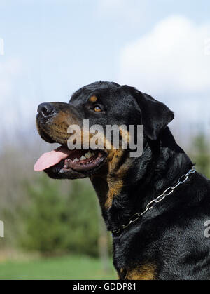 Cane Rottweiler, ritratto con la lingua di fuori Foto Stock