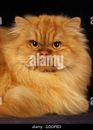 Rosso persiano Self gatto domestico posa su sfondo nero Foto Stock