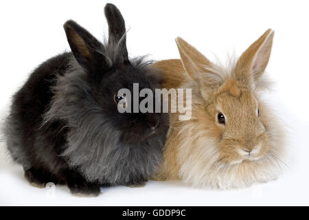 Rosso e Nero coniglio nano contro uno sfondo bianco Foto Stock