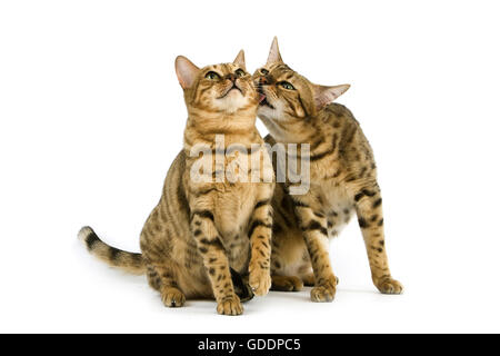 Brown Spotted Tabby bengala Gatto domestico in piedi contro uno sfondo bianco Foto Stock