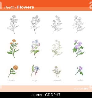 Fiori sani set: calendula, borragine, camomilla e malva Illustrazione Vettoriale