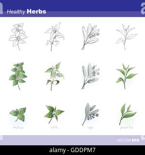 Erbe sane set: melissa, salvia, ortica e tè verde Illustrazione Vettoriale
