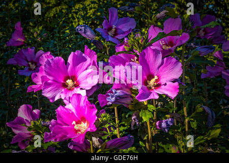 Torino, Italia. 16 Luglio, 2016. Italia Piemonte Torino estate al Parco Velentino, fiori Credito: Davvero Facile Star/Alamy Live News Foto Stock