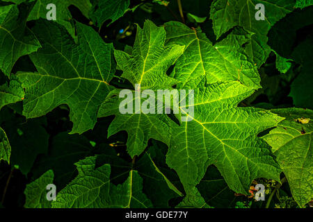 Torino, Italia. 16 Luglio, 2016. Italia Piemonte Torino estate al Parco Velentino lascia Credito: Davvero Facile Star/Alamy Live News Foto Stock