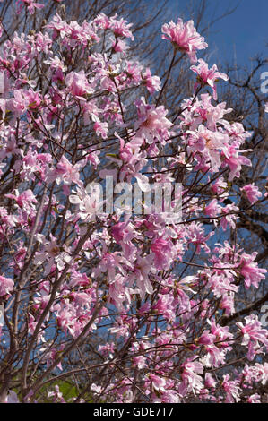 Magnolia x loebneri 'Leonard Messel Foto Stock