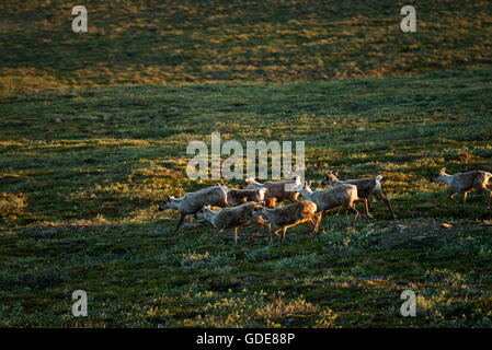 Artico Occidentale Caribou Coffee Company,mandria,caribous,renne,rangifer tarandus,animali,National Petroleum Reserve,Alaska,USA, Foto Stock