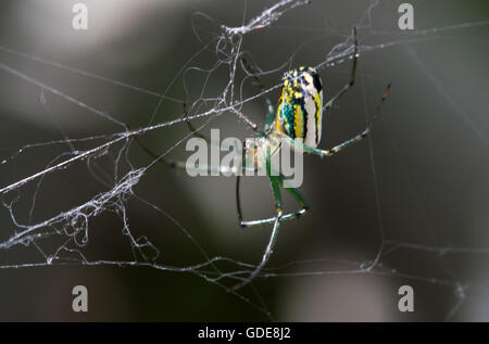 Orchard Orb Weaver seduti sul loro Web Foto Stock