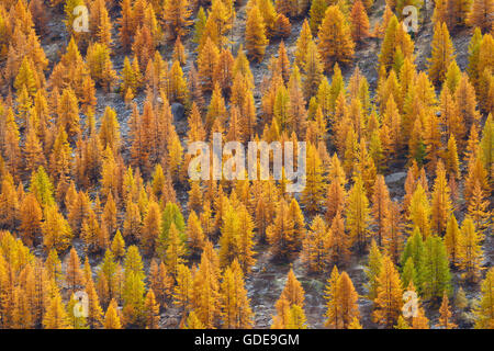 La foresta di conifere in autunno,Svizzera Foto Stock