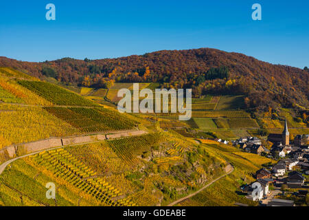 Di Ahrtal,coltura,germania,Eifel,l'Europa,autunno,autumnal,l'agricoltura,Mayschoss,pianta utile,chiesa parrocchiale,San Nicola Foto Stock