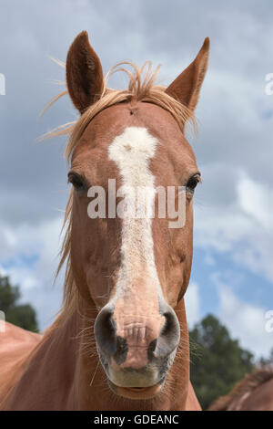 Cavallo Spagnolo. El Maestrazgo. Teruel. Aragón. Spagna. Foto Stock