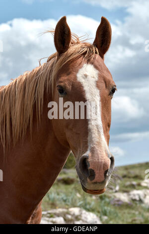 Cavallo Spagnolo. El Maestrazgo. Teruel. Aragón. Spagna. Foto Stock