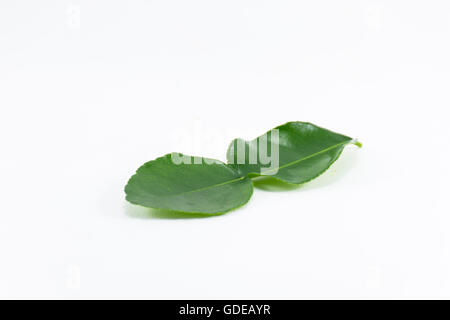 Di combava leaf isolati su sfondo bianco che ha cantato e materie prime in cibo tailandese Foto Stock