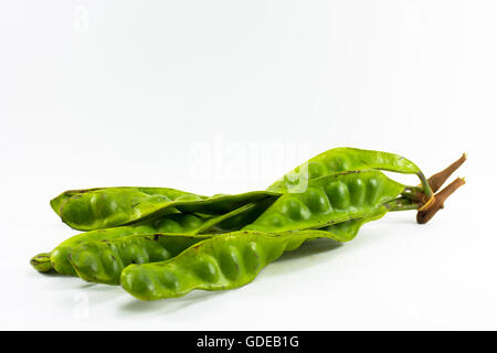 Parkia speciosa isolati su sfondo bianco.vegetale o di erba per la salute. Foto Stock