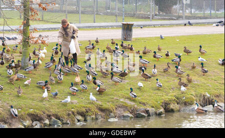 Vecchia donna alimentazione di anatre, Maastricht, Paesi Bassi Foto Stock