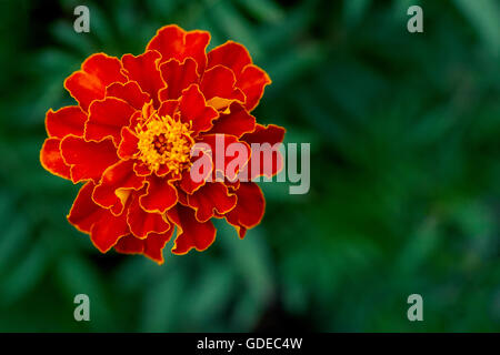 Unico grande tagete, Tagetes erecta, in giardino, vista dall'alto Foto Stock