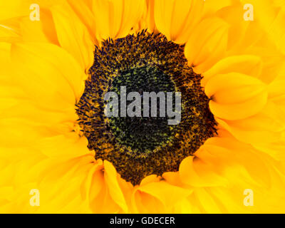 Semi di girasole. Questo bellissimo Girasole giallo è stato isolato e retro illuminati per mostrare la sua bellezza e la sua delicata struttura di petalo Foto Stock