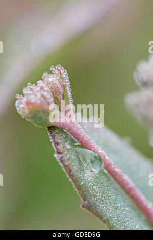 Coperti di rugiada Sedum. Foto Stock