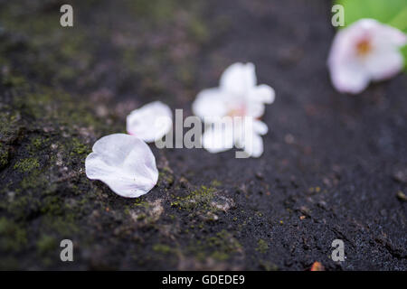 Fiore di Ciliegio,Chidorigafuchi,Kokyo Gaien Parco Kitanomaru,Chiyoda-Ku,Tokyo Giappone Foto Stock