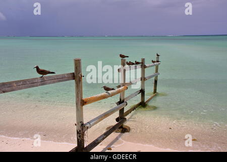 Noddy marrone (Anous Stolidus), Cocos Island (île aux cocos), isola Rodrigues, isola Maurizio Foto Stock