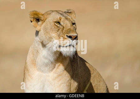 Femmina di Lion su sfondo sfocato Foto Stock