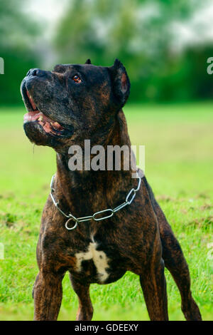 Questo cane è bandog. bellissimo cane. Foto Stock