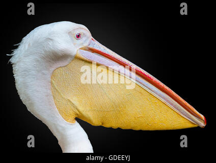 Il Pelican ritratto su sfondo nero. Foto Stock