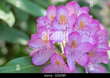 Fiori di rododendro Foto Stock
