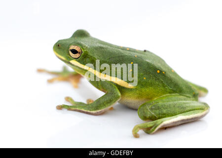 Rana di albero verde Foto Stock