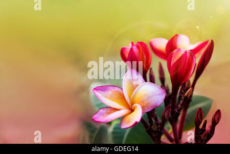 Romantica atmosfera morbida di colore giallo di frangipani fiore rosa su sfondo sognante con spazio di copia Foto Stock