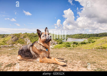 Pastore Tedesco cane si siede nel paesaggio thge a Stackpole station wagon, Pembrokeshire National Park, Wales, Regno Unito Foto Stock