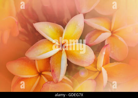 Romantica atmosfera soft di frangipani di colore giallo pastello rosa fiore Foto Stock