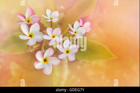 Romantica atmosfera morbida di colore giallo di frangipani bianco rosa fiore di colore pastello Foto Stock