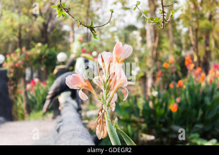 Bella rosa pastello Canna fiore di giglio sulla natura sfondo verde con spazio di copia Foto Stock