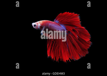 Siamese fighting fish (Betta splendens), Indonesia Foto Stock