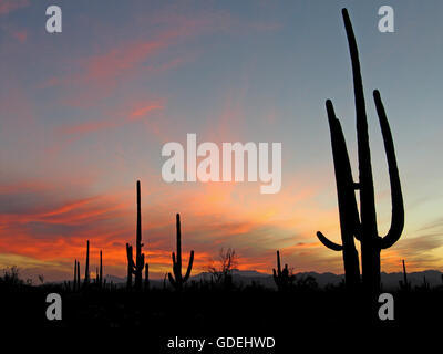 Cactus Saguaro si stagliano dal sole al tramonto nel Parco nazionale del Saguaro in Arizona, Stati Uniti. Foto Stock