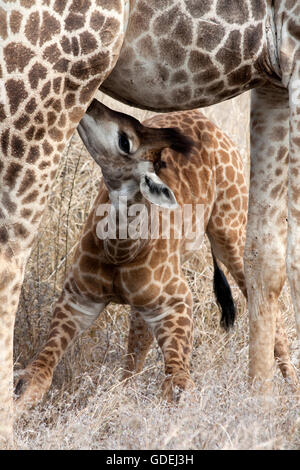 Baby giraffe alimentazione, Kruger National Park, Sud Africa Foto Stock