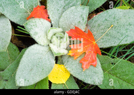 Dettaglio autunno foto di Aspen e foglie di acero su una coperta di rugiada agnelli orecchio impianto. Foto Stock