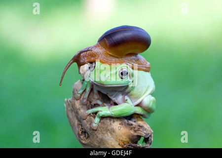 Seduta di lumaca sulla parte superiore di una rana Foto Stock