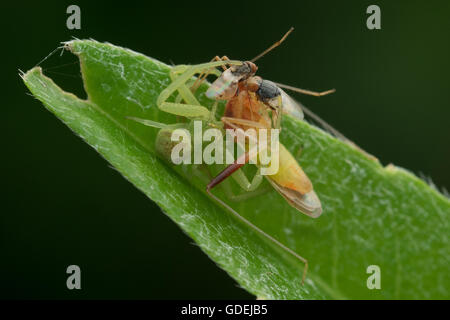 Spider e due mosche sulla alimentazione kissing bug, Jember, East Java, Indonesia Foto Stock