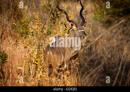 Maschio di Kudu, Kruger National Park, Sud Africa Foto Stock