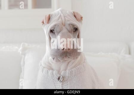Shar Pei cane seduto sul divano che indossa un maglione Foto Stock