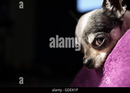 Close-up di Chihuahua cane Foto Stock